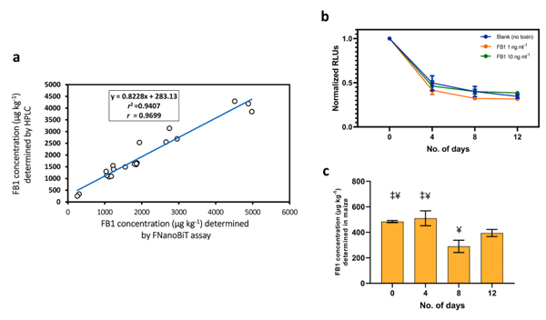 Fig. 6. (a) Correlation between FNanoBiT and HPLC methods for FB1 analysis of contaminated maize samples. (b) Luminescence of the FNanoBiT assay within 12 days after storing FSmBiT and FLgBiT solutions at 4 ◦C. (c) Determination of FB1 toxin in contaminated maize over 12 days after storing FSmBiT and FLgBiT solutions at 4 ◦C. ‡ Results are significantly different than the results of 8 days. ¥ Results are significantly different than results of 12 days. P value < 0.05. 