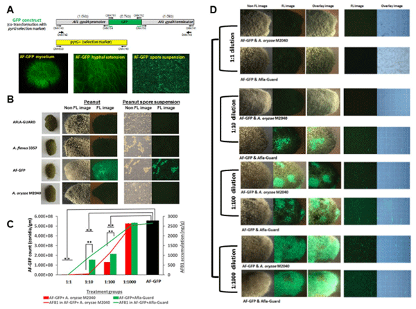 Figure 3. Quantitation of A. favus displacement by A. oryzae M2040 and Afa-Guard on peanuts. (A) Te GFP construct and 5 day old culture of AF-GFP showing highly fuorescent mycelia, hyphae, and conidial suspension. (B) Fluorescence (FL) and non-fuorescence images representing inoculation of control groups observed at 5 days of incubation. (C) AF-GFP conidial count and AFB1 accumulation in peanut samples co-inoculated with varying ratios of M2040 or Afa-Guard. *P < 0.05; **P < 0.01. (D) Fluorescence (FL) and non-fuorescence images of peanuts representing the treatment groups observed at 5 days of incubation. Photographs were taken in a dark room with a 1-2s exposure time.