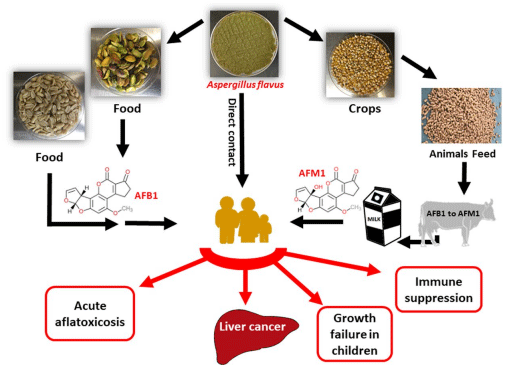 Figure 1. Schematic presentation summarizing the major AFB1 and AFM1 contamination/exposure routes and adverse health efects to human.