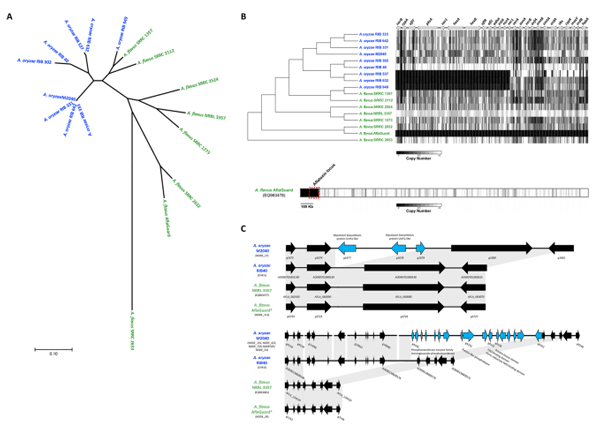 Figure 5. Comparative genome analyses of A. oryzae M2040 and Afa-Guard. (A) Phylogenetic relationship of A. oryzae and A. favus isolates. An unrooted phylogeny was generated using the Maximum Likelihood method from 305,543 SNPs across the entire genome. Branch lengths represent the number of substitutions per site. All bootstrap values were ≥94%. Blue and green taxa labels represent A. oryzae and A. favus, respectively. (B) Deletion profles in the AF gene cluster. Te chromosomal architecture of the AFB1 gene cluster relative to the A. favus NRRL 3357 genome is shown above the heatmap, where arrows represent genes, and their orientations represents the direction of transcription. Te heatmap represents copy number estimates for each non overlapping 100 bp bin across the AF gene cluster. Black and white represent copy numbers of 0 and ≥1, respectively. Bottom bar shows the Afa-Guard heatmap depicting deletions relative to the AF gene cluster containing A. favus NRRL 3357 EQ963478 scafold. Windows represent copy number estimates for each non-overlapping 10 kb bin across the scafold. Te chromosomal region containing the AF cluster is outlined with a red box. (C) Genome architecture of examples M2040 lineage specifc genes clusters. Microsynteny of regions covering a three gene (top) and 17 gene (bottom) cluster unique to the M2040 genome in comparison to A. oryzae RIB 40, A. favus NRRL 3357 and Afa-Guard. For each cluster arrows represent genes, and their orientations represents the direction of transcription. Genes colored black are conserved in at least 2 isolates, while genes colored light blue are unique to the M2040 genome. Gray blocks represent genomic regions exhibiting sequence similarity between isolates. Chromosome, or scafold identifers containing these loci are listed under each isolate. Gene identifers are listed for each gene in panel A, and for the range of genes in panel.