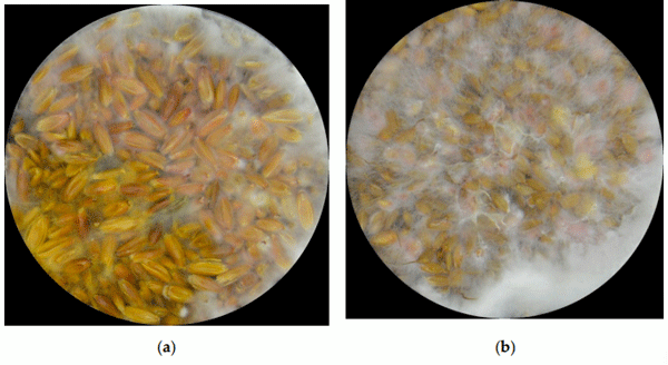 Figure 1. Fusarium graminearum at aw = 0.99 after 8 days in heavily contaminated (a) oats and (b) rice.
