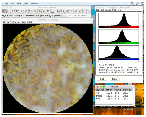 Figure 3. ImageJ interface (top right), a photo of heavily contaminated oat grains (bottom left), a color histogram showing distributions of intensities of RGB components in the photo (top right), and the average intensity of each color (bottom right)