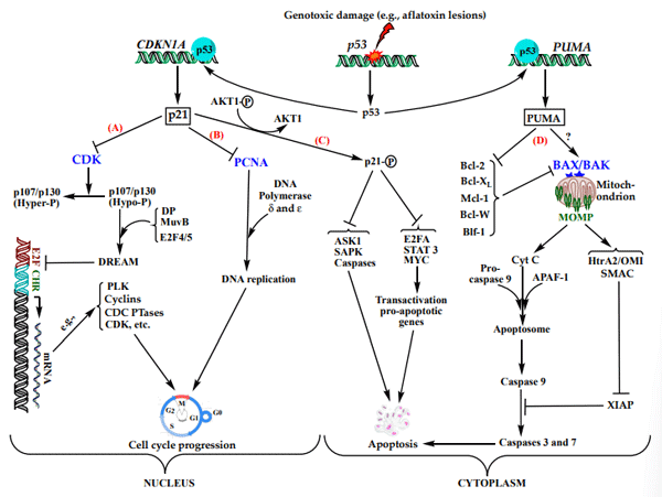 Figure 3. Main mechanisms used in normally functioning cells to induce cell cycle arrest or apoptosis as a response to DNA damage affecting p53 gene to inhibit cell cycle progression in the nucleus (A,B), or apoptosis in the cytoplasm (C,D). (A) p21, as a potent inhibitor of CDKs, inhibits the phosphorylation of p107 and p130 proteins, which in their hypo-phosphorylated states can bind to MuvB core complex, E2F4-5, and DP and form an active DREAM complex. Once formed, DREAM binds to E2F and CHR promoters and represses the transcription of many genes, e.g., polo-like kinases (PLK1), cyclins A, B1, and B2, CDK1, CDCs 20, 25A, and 25C, MCM5, BIRC5, etc., involved in the progress of the cell cycle at different stages and checkpoints, thereby arresting the cell cycle at any stage of the progression depending on the gene(s) inhibited [55]. In the absence of p21, CDKs remain active and hyper-phosphorylate p107 and p130 preventing them from binding to the other DREAM components, thereby leaving E2F and CHR promoter sites free to bind transcriptional activators that, on the contrary promote the cell cycle progression [54,56]. (B) p21 interacts with PCNA in the nucleus and prevents it from binding to the δ subunit of DNA-polymerase, which blocks DNA replication as well as DNA repair, among other functions ensuring the fidelity of DNA duplication [57]. (C) p21 can be phosphorylated by the serine threonine kinase AKT1 and prevented from translocating into the nucleus; in the cytoplasm, it acts as an anti-apoptotic factor that inhibits pro-apoptotic enzymes, such as ASK, SAPK, and different caspases. It also inhibits transcriptional factors, such as E2F1, STAT3, and MYC preventing the transactivation of pro-apoptotic genes [54,58,59]. (D) p53 transactivates PUMA gene as the major p-53-dependent mechanism for intrinsic apoptosis induction. Under normal conditions and in the absence of stimuli, apoptosis is restricted by five pro-survival proteins of the Bcl-2 family; Bcl-2, Bcl-XL, Mcl-1, Bcl-W, and Blf-1. Upon exposure to genotoxic stimuli, such as aflatoxins, p53 upregulates the expression of PUMA, a member of the Bcl-2 homology 3 (BH3)-only family, which inhibits all of the five pro-survival Bcl-2 proteins, thereby de-repressing the pro-apoptotic proteins BAX and/or BAK. This initiates mitochondrial damage allowing leakage of pro-apoptotic proteins through MOMP formation upon oligomerization of BAX/BAK, namely cytochrome C, HtrA2/OMI, and SMAC, which cooperatively induce apoptosis; cytochrome C binds APAF-1 and procaspase 9 to form an apoptosome and activate caspase 9 triggering the caspase cascade directly involved in apoptosis. Yet, caspase cascade can still be blocked by the pro-survival protein XIAP inhibitory to caspases 9 and 3. To proceed with apoptosis, SMAC and HtrA2/OMI combine to inhibit XIAP and relieve the caspases [60]?: In the absence or saturation of pro-survival Bcl-2 proteins, PUMA can directly activate BAX/BAK to resume the apoptosis process starting from MOMP formation, but this needs further studies to be ascertained [61]. Abbreviations: Bcl-2: B cell lymphoma-2; BH3-only: Bcl-2 homologue 3-only; Bcl-XL: B cell lymphoma extra-large; MuvB: Multivulval class B; DP: Dimerization partner; DREAM: Dimerization partner, RB-like, E2F and multivulval class B; CHR: Cell cycle gene homology region; PLK: Polo-like kinase; CDK: Cyclin dependent kinase; CDC: Cell division cycle; MCM: Minichromosome maintenance; BIRC: Baculoviral inhibitor of apoptosis repeat-containing 5; PCNA: Proliferating cell nuclear antigen; ASK: Apoptosis signal-regulating kinase; SAPK: Stress-activated protein kinase; STAT3: Signal transducer and activator of transcription; MYC: Myelocytomatosis; PUMA: p53-upregulated modulatory apoptosis; Mcl-1: Myeloid cell leukaemia-1; Blf: BCL-2-related protein isolated from foetal liver; BAX: Bcl-2-associated X protein; BAK: Bcl-2 antagonist/killer; MOMP: Mitochondrial outer membrane permeabilization; Cyt C: Cytochrome C; APAF-1: Apoptotic protease-activating factor 1; SMAC: Second mitochondria-derived activator of caspases; XIAP: X-linked inhibitor of apoptosis protein; HtrA2/OMI: High-temperature requirement protein A2; Hypo-P: Hypo-phosphorylated; Hyper-P: Hyper-phosphorylated.