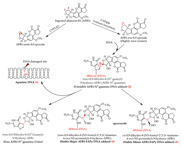 Figure 2. Activation of aflatoxin B1 and its interaction with the DNA leading to the formation of aflatoxin DNA adducts which cause three main DNA lesions, AFB1-N7 -guanine (1), apurinic DNA (2), and AFB1-FAPy (3,4), involved in mutagenicity and carcinogenicity. Upon furan ring opening to stabilize the AFB1-N7 -gua DNA adduct, the “cis” (minor) rotamer (3) of AFB1-FAPy is formed first and is then transformed into the “trans” (major) rotamer (4) to an equilibrium where the major rotamer is predominating (2:1; major to minor ratio) [52].
