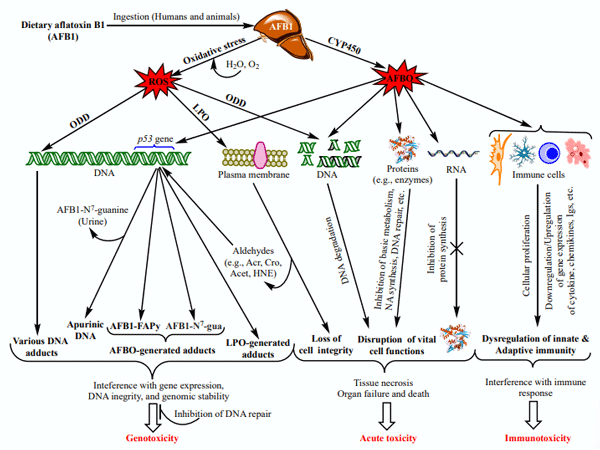 Figure 1. Main aflatoxin B1 toxicity mechanisms mediated by the oxidative stress and AFB1-exo-8,9 epoxide (AFBO; see text for explanations). NB: ROS also affect proteins, RNA molecules, and immunity as does AFBO (not shown in the figure. For details, see [20]). Abbreviations: AFBO: Aflatoxin B1-exo-8,9-epoxide; NA: Nucleic Acids; ROS: Reactive Oxygen Species; LPO: Lipid Peroxidation; ODD: Oxidative DNA Damage; Acr: Acrolein; Cro: Crotonaldehyde; Acet: Acetaldehyde; HNE: 4-Hydroxy-2-Nonenal; uFA: Unsaturated Fatty Acids; IL1β: Interleukin 1β, IL6: Interleukin 6; TNFα: Tumour Necrotizing Factor α; P-dG: Cyclic Propano-Deoxyguanosine; Igs: Immunoglobulins. See text for the other abbreviations.