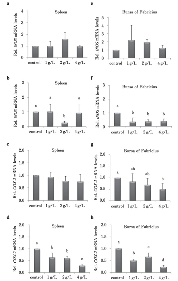 Fig. 2. Effects of different concentrations of CMHW on inflammation-related gene expression in broilers. Effect of different concentrations of CMHW (1, 2, and 4 g/L in drinking water) on iNOS mRNA level in the spleen of 14-day-old (a) and 28-day-old broilers (b). COX-2 mRNA level in the spleen of 14-day-old (c) and 28-day-old broilers (d). Effect of different concentrations of CMHW (1, 2, and 4 g/L in drinking water) on iNOS mRNA level in the bursa of Fabricius of 14-day-old (e) and 28-day-old broilers (f). COX-2 mRNA level in the bursa of Fabricius of 14-day-old (g) and 28-day-old broilers (h). Values represent mean±SD (n=6). Means with different letter superscripts are significantly different (P< 0.05)