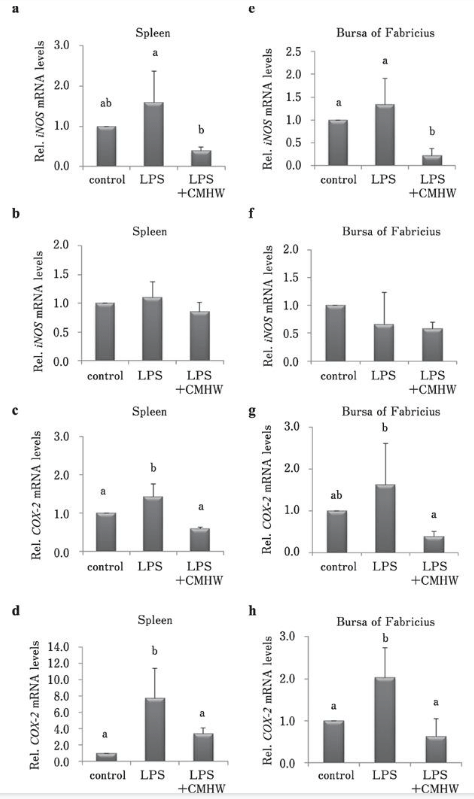 Fig. 4. Effects of CMHW supplementation on inflammation-related gene expression in LPS-challenged broilers. Effect of CMHW supplementation on iNOS mRNA level in the spleen of broilers 3 h (a) and 24 h (b) post-injection of LPS. COX-2 mRNA level in the spleen of broilers 3 h (c) and 24 h (d) post-injection of LPS. Effect of CMHW supplementation on iNOS mRNA expression in the bursa of Fabricius of broilers 3 h (e) and 24 h (f) post-injection of LPS. COX-2 mRNA level in the bursa of Fabricius of broilers 3 h (g) and 24 h (h) post-injection of LPS. Values are expressed as mean±SD (n=6). Means with different letter superscripts are significantly different (P< 0.05)