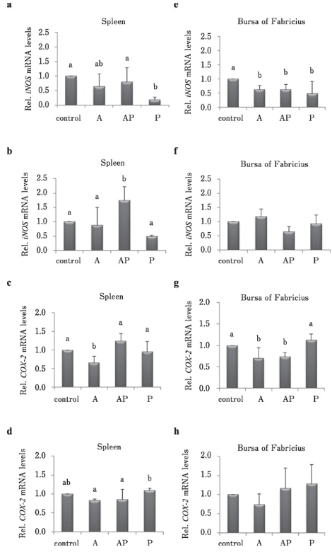 Fig. 3. Effects of CMHW supplementation on inflammation-associated gene expression in broilers during vaccination. Effect of different supplementation period (A, anterior only; AP, anterior and posterior; P, posterior only) of CMHW (2 g/L in drinking water) on iNOS mRNA level in the spleen of 21-day-old (a) and 35-day-old broilers (b). COX-2 mRNA level in the spleen of 21-day-old (c) and 35-day-old broilers (d). Effect of different supplementation period (A, anterior only; AP, anterior and posterior; P, posterior only) of CMHW (2 g/L in drinking water) on iNOS mRNA expression in the bursa of Fabricius of 21-day-old (e) and 35-day-old broilers (f). COX-2 mRNA level in the bursa of Fabricius of 21-day-old (g) and 35-day-old broilers (h). Values represent mean±SD (n=6). Means with different letter superscripts are significantly different (P< 0.05)