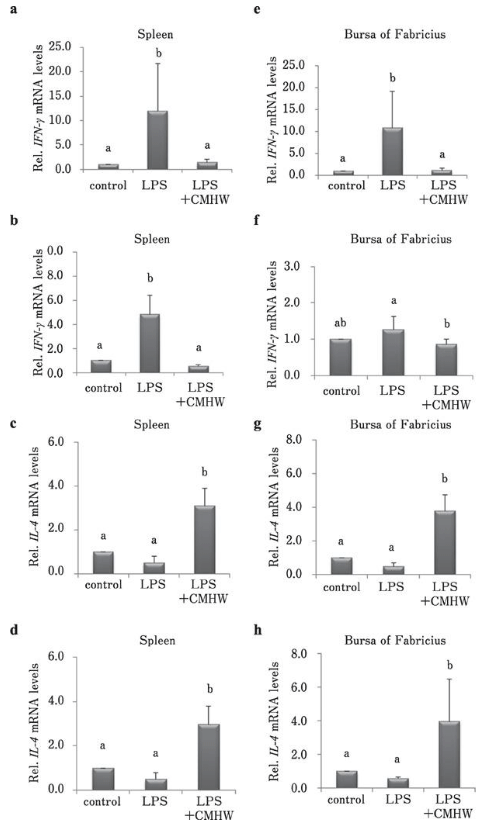 Fig. 5. Effects of CMHW supplementation on type 1 helper T-lymphocytes (Th1) /type 2 helper T-lymphocytes (Th2) cytokine expression in LPS-challenged broilers. Effect of CMHW supplementation on IFN-γ mRNA level in the spleen of broilers 3 h (a) and 24 h (b) post-injection of LPS, and IL-4 mRNA level in the spleen of broilers 3 h (c) and 24 h (d) post-injection of LPS. Effect of CMHW supplementation on IFN-γ mRNA level in the bursa of Fabricius of broilers 3 h (e) and 24 h (f) post-injection of LPS. IL-4 mRNA level in the bursa of Fabricius of broilers 3 h (g) and 24 h (h) post-injection of LPS. Values represent mean±SD (n=6). Means with different letter superscripts are significantly different (P< 0.05).