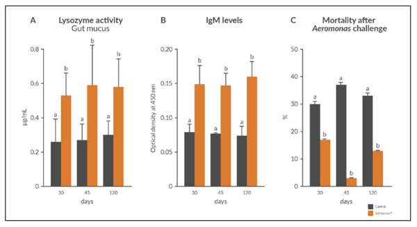 Figure 2. Strengthened immune response and survival against Aeromonas hydrophila after Safmannan® supplementation, evaluated by (a) lysozyme activity in the gut mucus, (b) serum IgM levels after bacterial challenge, and (c) cumulative fish mortality post bacterial challenge.