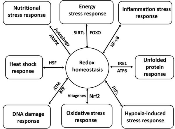 Antioxidant Defences and Redox Homeostasis in Animals - Image 1