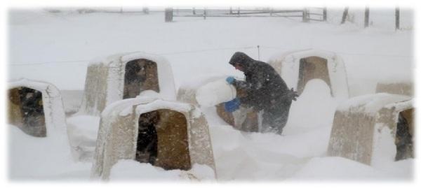 Five ways to reduce cold stress in calves - Image 1