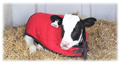 Five ways to reduce cold stress in calves - Image 3