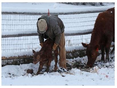 Five ways to reduce cold stress in calves - Image 2