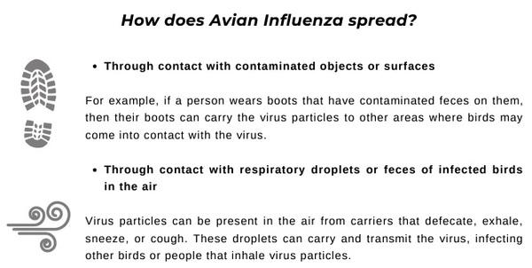 Avian Influenza - Image 4