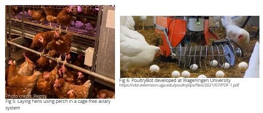 Nesting behavior and floor eggs in cage-free housing - Image 5