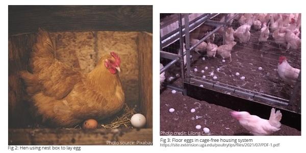 Nesting behavior and floor eggs in cage-free housing - Image 3