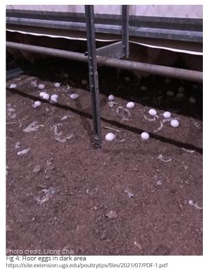 Nesting behavior and floor eggs in cage-free housing - Image 4