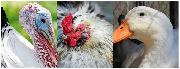 On-farm euthanasia considerations for poultry - Image 2