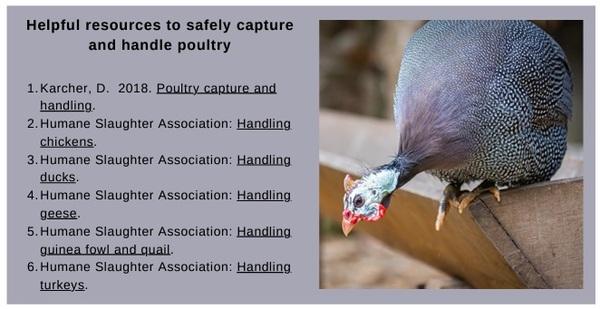 On-farm euthanasia considerations for poultry - Image 4