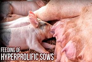Maternal supplementation with natural antioxidants (Herbal C and Herbal E) during pregnancy in sows - Image 2