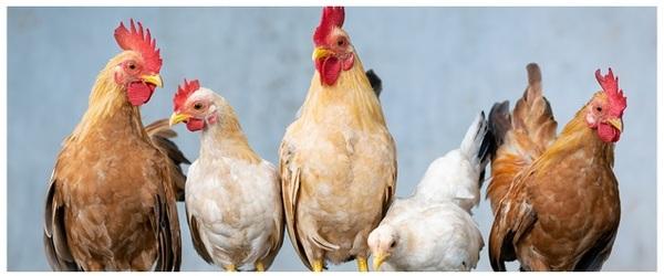 On-farm euthanasia methods for poultry - Image 1