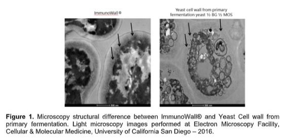 ImmunoWall®: Natural solution to control pathogens in the swine production - Image 1