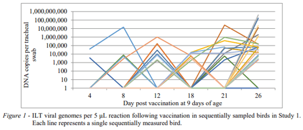 AUSTRALIA - FIELD VACCINATION AGAINST ILT IN BROILER CHICKENS: LACK OF CONSISTENCY - Image 1