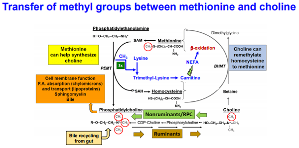 Additives: Use of Choline and Methionine in Dairy Cattle - Image 9