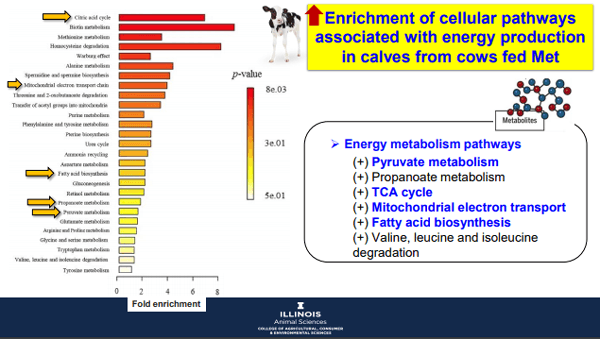 Additives: Use of Choline and Methionine in Dairy Cattle - Image 34