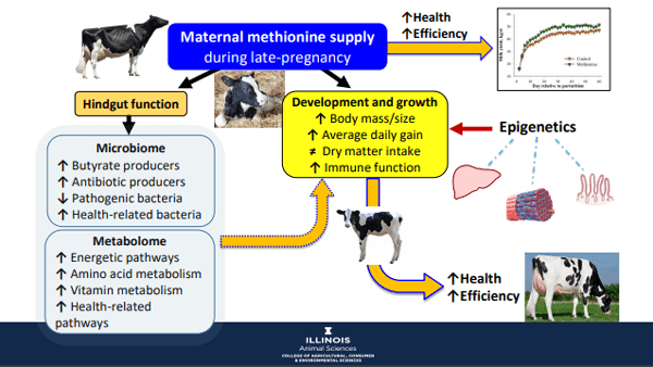 Additives: Use of Choline and Methionine in Dairy Cattle - Image 35