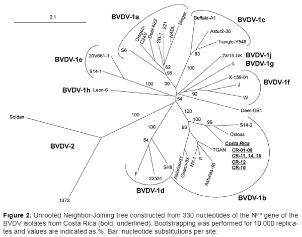 Genetic typing of bovine viral diarrhea virus isolates from Costa Rica - Image 4