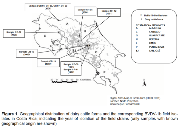 Genetic typing of bovine viral diarrhea virus isolates from Costa Rica - Image 1