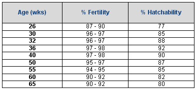 Achieving and Maintaining Fertility in Broiler Breeders - Image 7