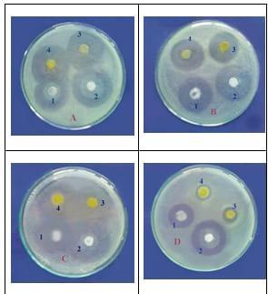 Evaluation of a new Egyptian probiotic by African Catfish Fingerlings - Image 2