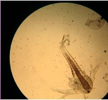 Health & nutrition developments in the rearing of marine fish larvae - Image 1