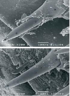 Health & nutrition developments in the rearing of marine fish larvae - Image 8