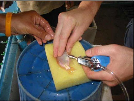 Advances in fish health management: Vaccination of tilapia against Streptococcus agalactiae - Image 6