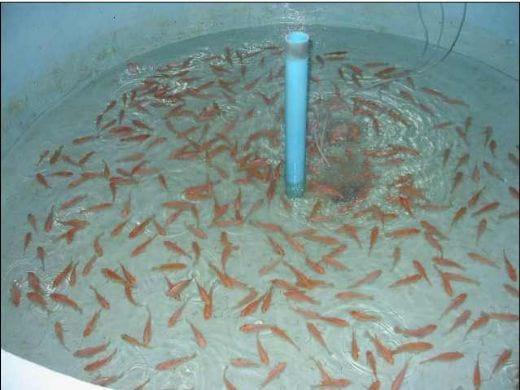 Advances in fish health management: Vaccination of tilapia against Streptococcus agalactiae - Image 4