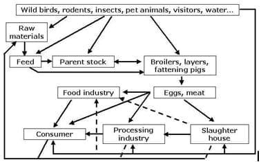 Salmonella control in the food chain (Part III) - Image 2