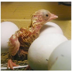 Day Old Chicks (DOC) Health Status and Early Mortalities: Consequences of Mycotoxin on Breeder Farms and Hatchery Managment in West Africa: Case Studies from Nigeria VE - Image 7