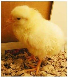 Day Old Chicks (DOC) Health Status and Early Mortalities: Consequences of Mycotoxin on Breeder Farms and Hatchery Managment in West Africa: Case Studies from Nigeria VE - Image 8