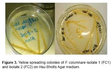 Flavobacterium columnare / Myxobolus tilapiae Concurrent Infection in the Earthen Pond Reared Nile Tilapia (Oreochromis niloticus) during the Early Summer - Image 4