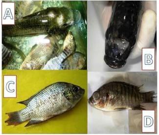 Flavobacterium columnare / Myxobolus tilapiae Concurrent Infection in the Earthen Pond Reared Nile Tilapia (Oreochromis niloticus) during the Early Summer - Image 2