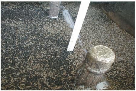Mass Production of Black Soldier Fly Prepupae for Aquaculture Diets - Image 4