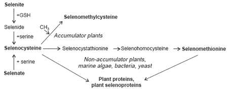 Selenium metabolism in animals: the relationship between dietary selenium form and physiological response - Image 2
