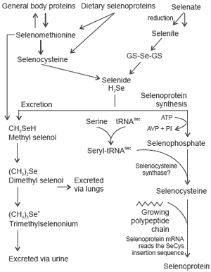 Selenium metabolism in animals: the relationship between dietary selenium form and physiological response - Image 7