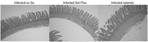 Sel-Plex® maintains small intestine integrity in reovirusinfected broiler chickens - Image 4